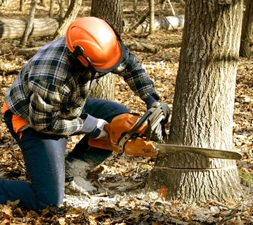 Tree Removal in Lillian, AL